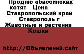 Продаю абиссинских котят › Цена ­ 13 000 - Ставропольский край, Ставрополь г. Животные и растения » Кошки   